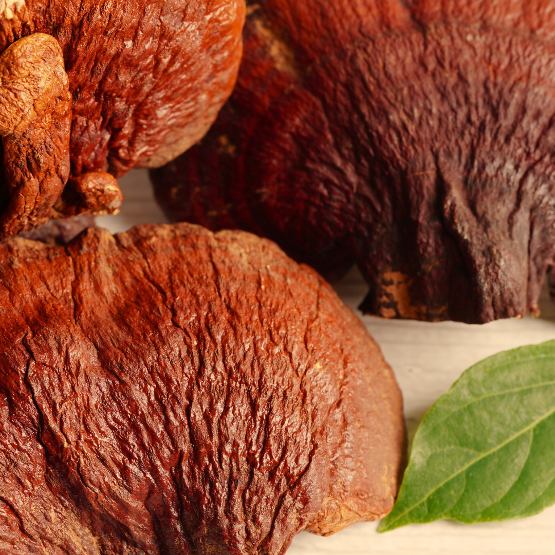 Reishi Mushroom Immunity Drink | Coral | Catalyse Life Drinks